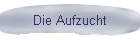 Die Aufzucht