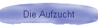 Die Aufzucht